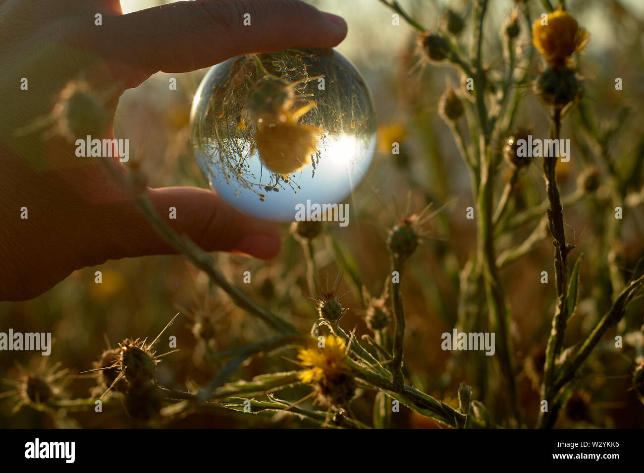 Gelbe Blumen wachsen auf den Strand. Botanik der Küste. Glasperlen, die Reflexion der Blume Stockfoto