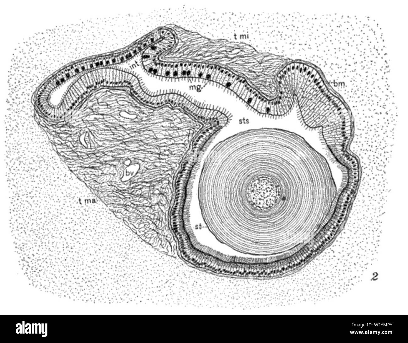 Nelson kristalline Stil 2 Stockfoto