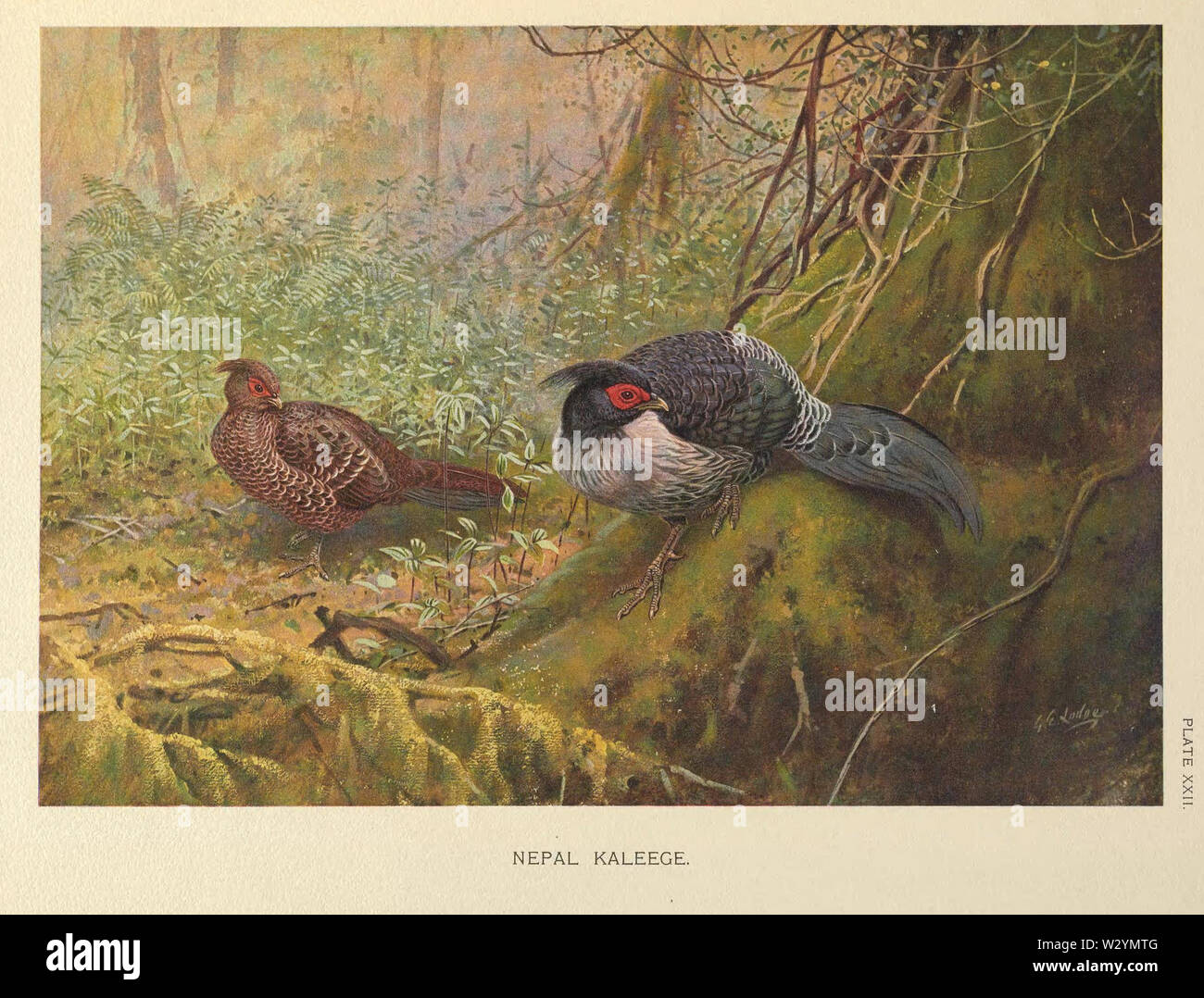 Nepal Kaleege von George Edward Lodge Stockfoto