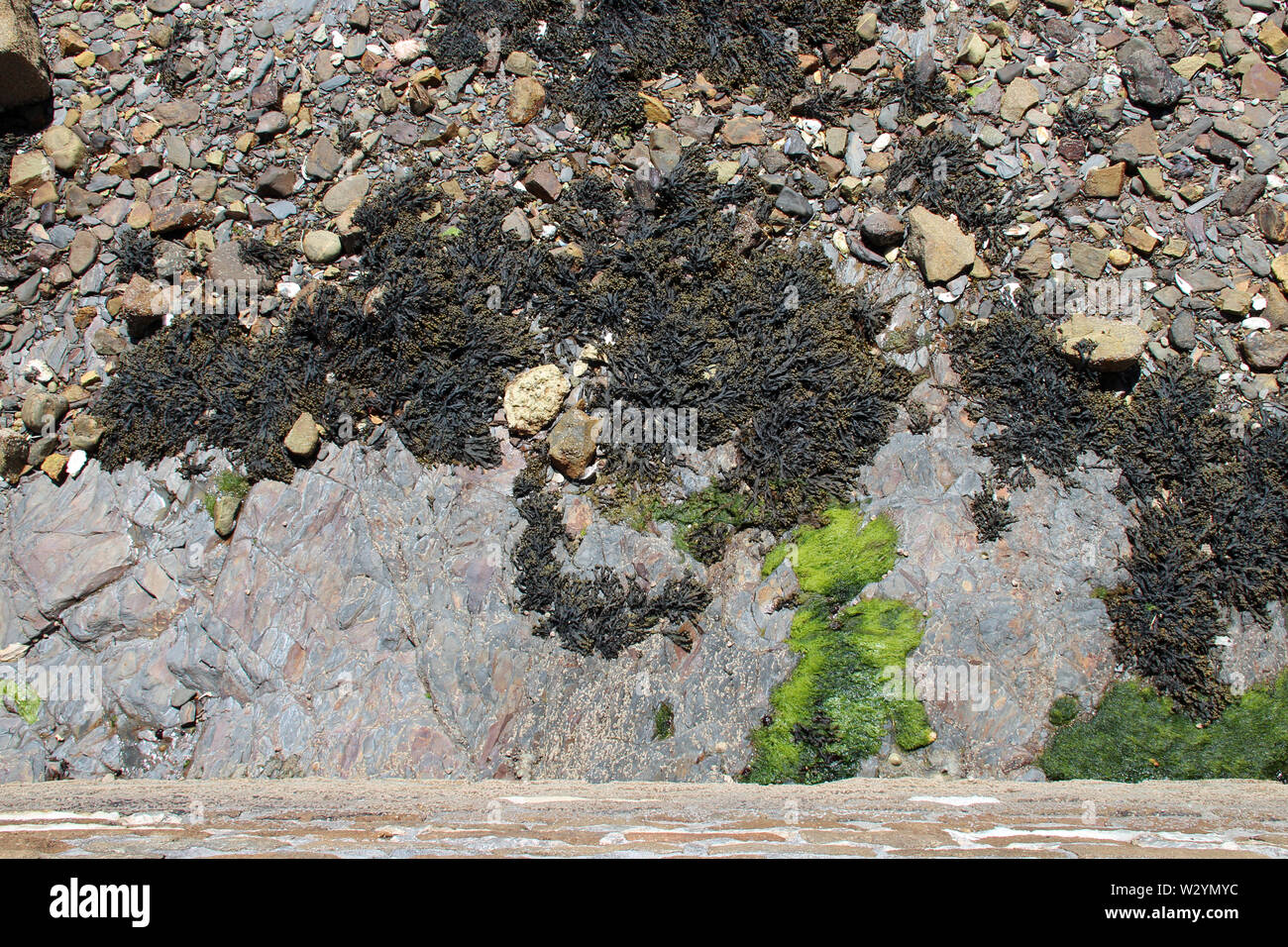 An einem Strand in Camaret-sur-Mer in der Bretagne (Frankreich) Stockfoto