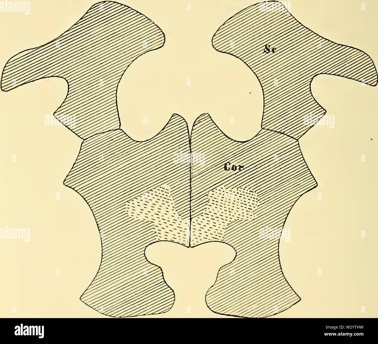 North American Plesiosaurs Elasmosaurus, und Polycotylus Cimoliasaurus, Abb. 2 Stockfoto