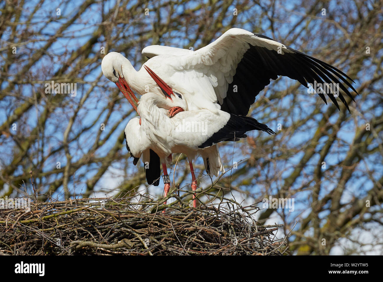 Nahaufnahme der beiden Zusammengehörenden, Störche auf einem Nest hoch oben in einem Baum, besetzt für die Nachwelt Stockfoto