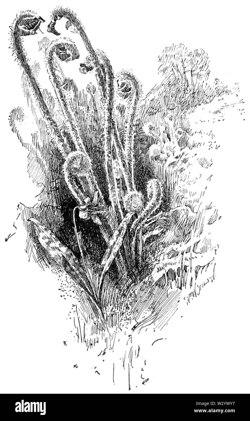 OFH-010 Geige - Köpfe Stockfoto