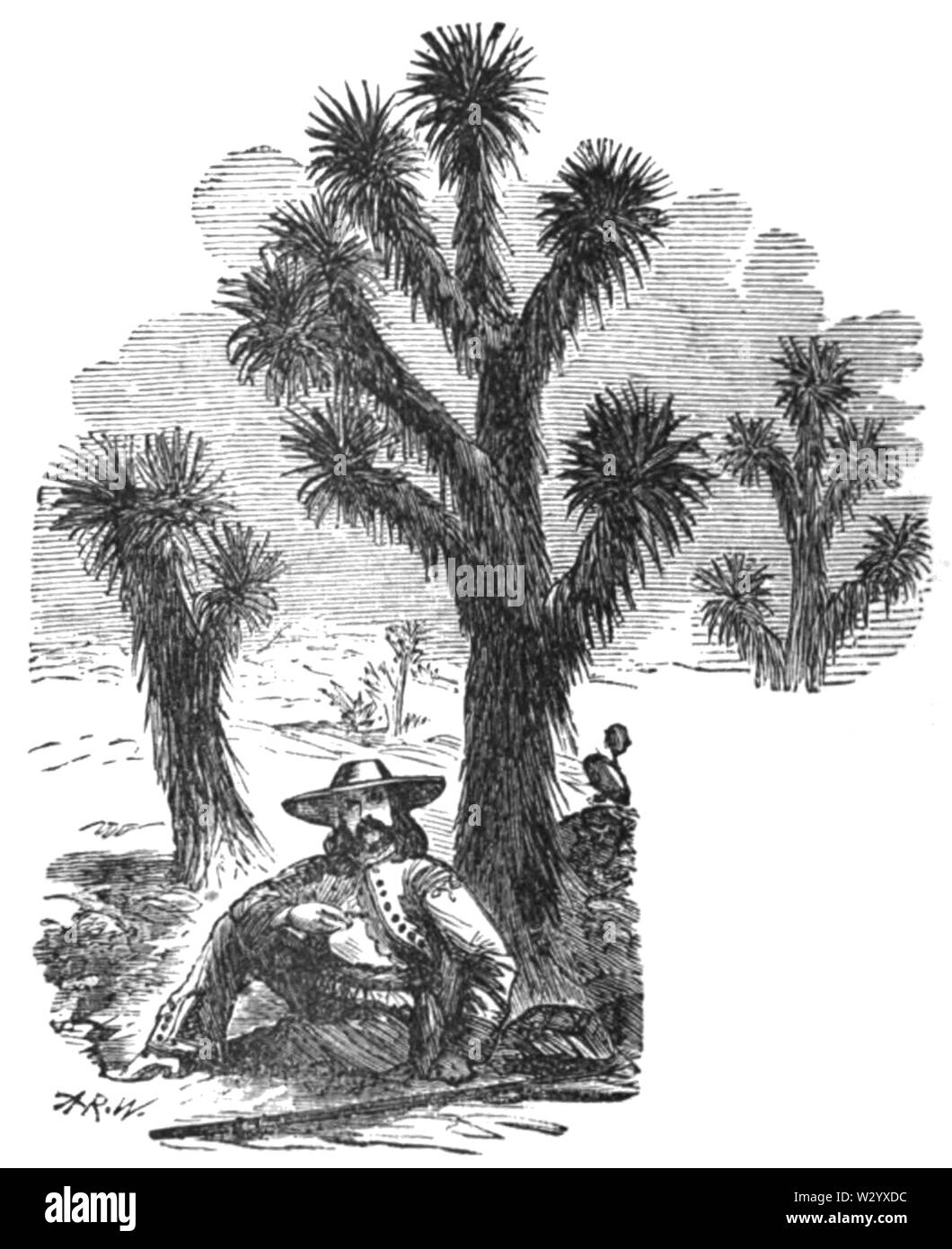 OSR Mexiko D464 die Nadel palm Stockfoto