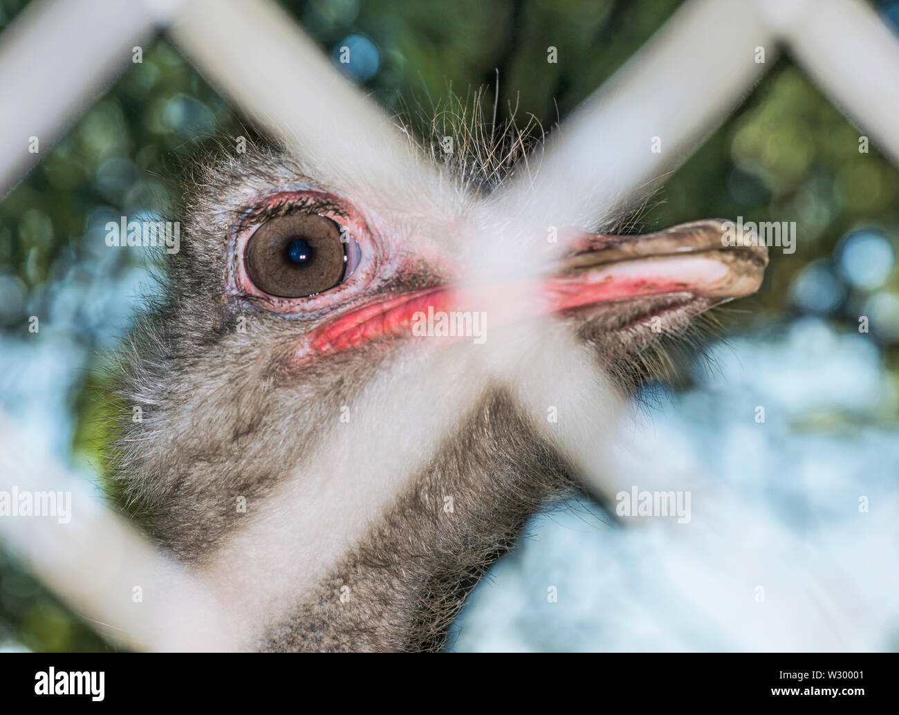 Strauß portrait Nahaufnahme. Neugierig wwu am Bauernhof. Stolz Strauß Gesicht. Lustige haarige wwu Nahaufnahme. Wildlife Konzept. Vögel Konzept. Strauß mit großen Augen ein Stockfoto