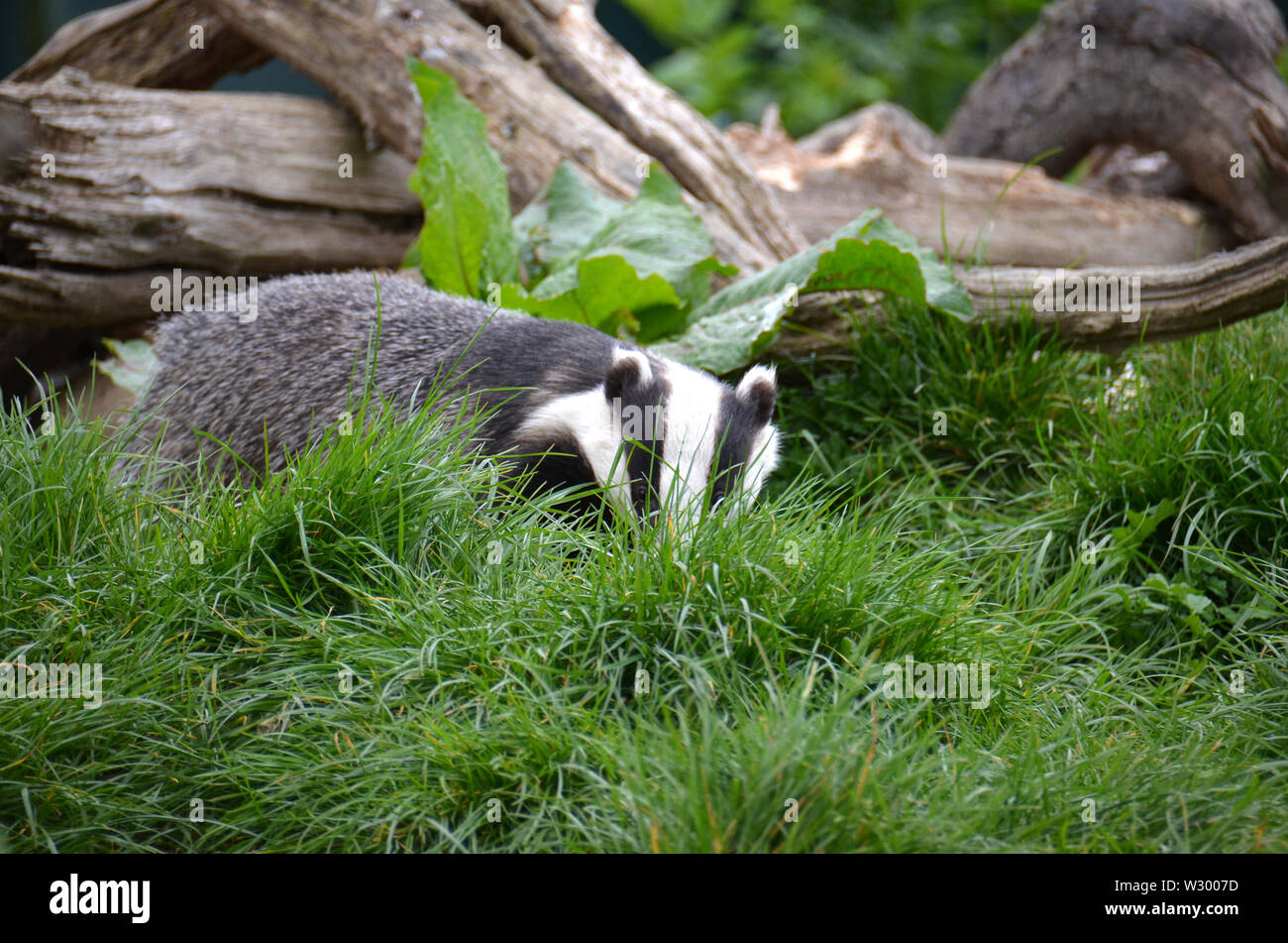 Ein grabendes Tier sozial in Gruppen in ganz Europa, hier in England fotografiert. Stockfoto