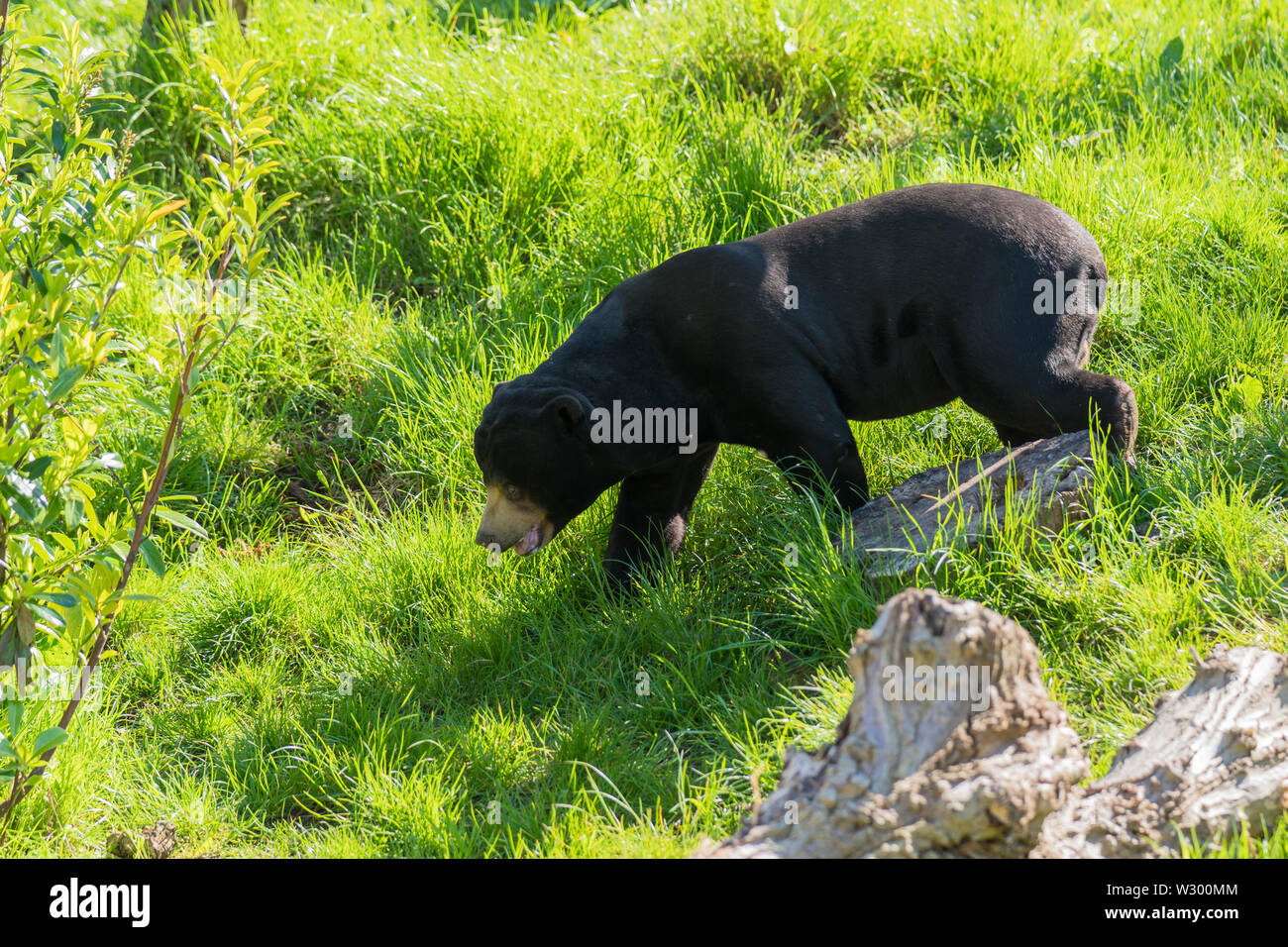 Sun Bear (Helarctos malayanus) heimisch in Südostasien, der Zoo von Chester Cheshire England UK. Mai 2019. Stockfoto