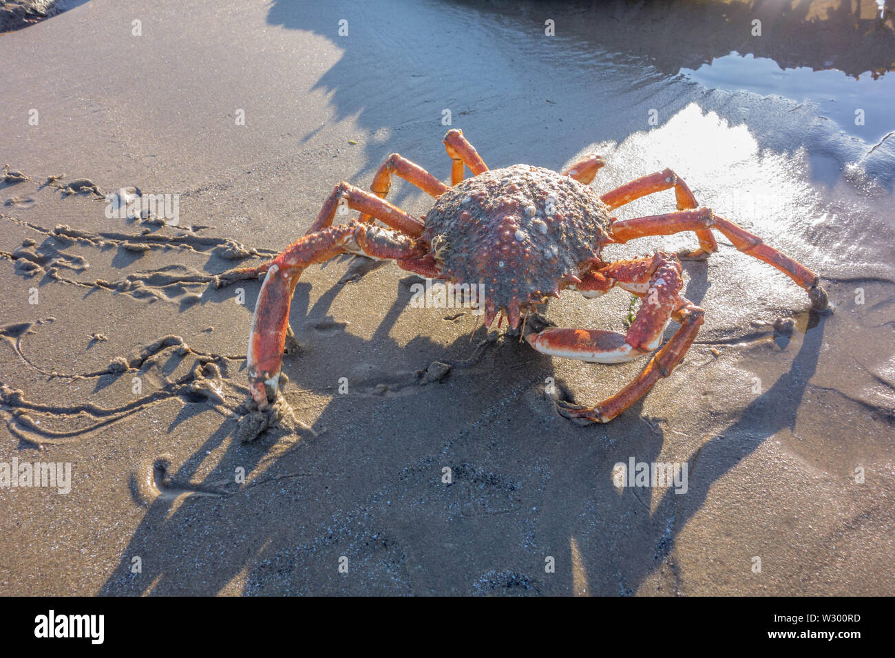 Seespinnen (Maja brachydactyla) auf Yayslas Strand Borth Ceredigion Wales, UK, Mitte Juni 2019. Stockfoto