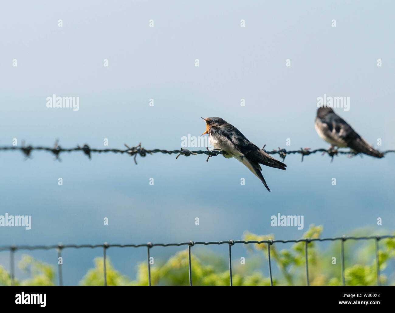 Unreife Schlucken (Hirundo rustica) mit Bill Wide Open warten auf eine Mahlzeit der Eltern. Kington Herefordshire UK. 2019 Stockfoto