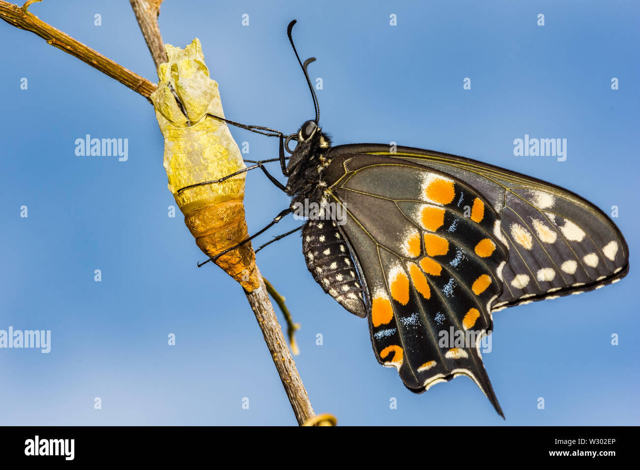 Östlichen Schwalbenschwanz Schmetterling (Papilio polyxenes) Stockfoto
