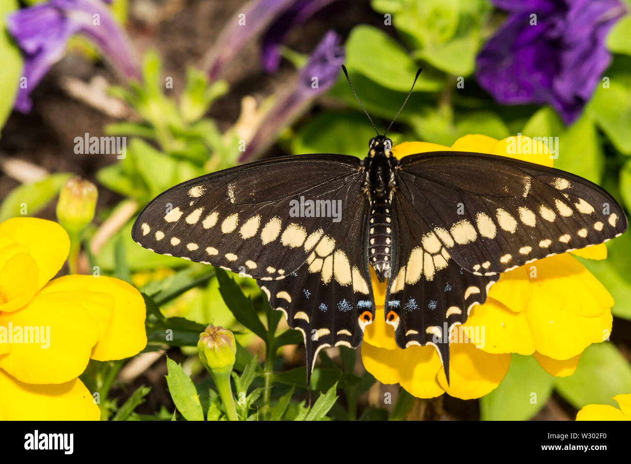 Östlichen Schwalbenschwanz Schmetterling (Papilio polyxenes) Stockfoto