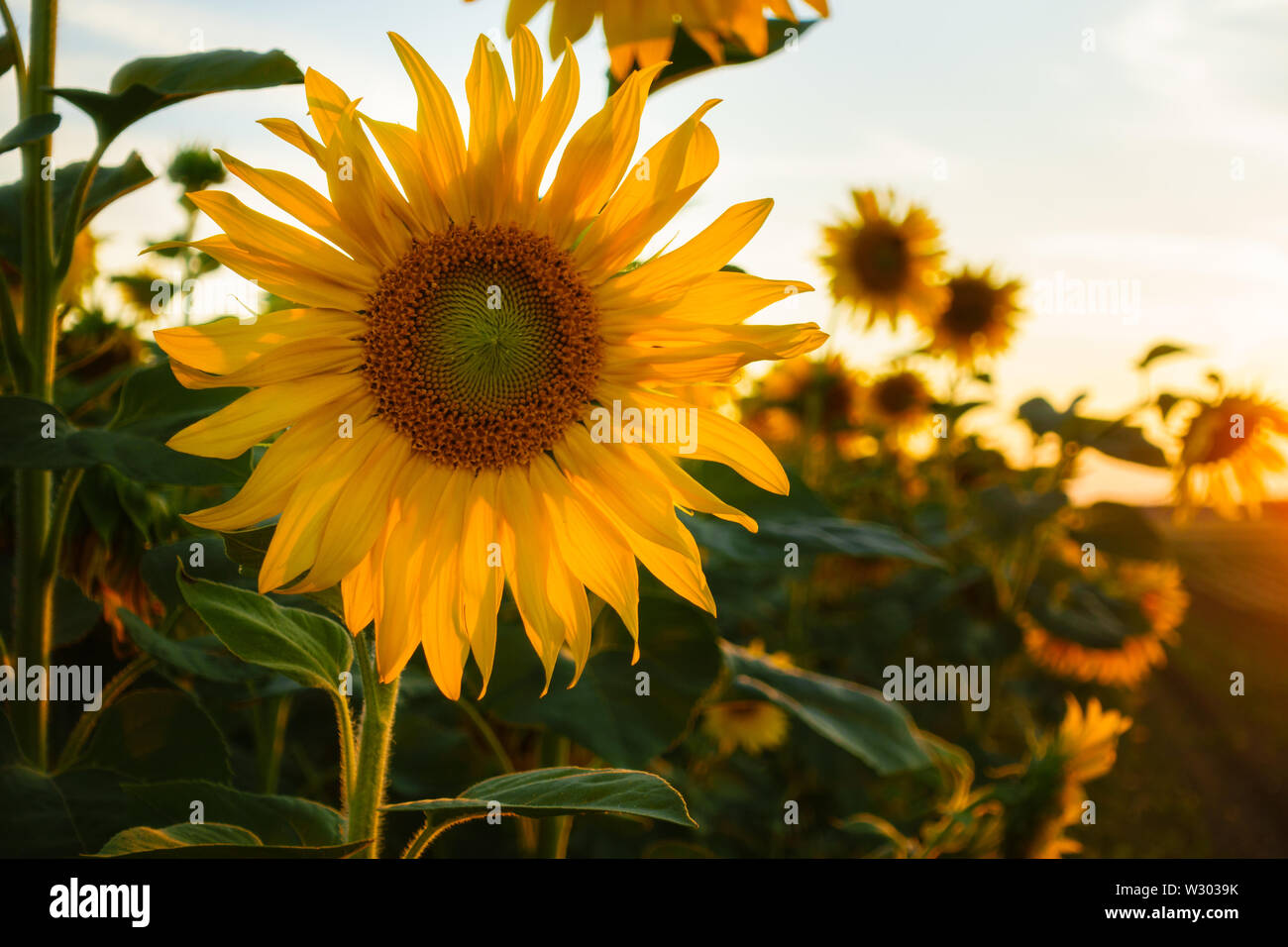 Eine Sonnenblume auf einem Feld mit einer schönen warmen Sonnenlicht während des Sonnenuntergangs in Bornheim, Deutschland - Fokus auf Blütenkopf, unscharfen Hintergrund, Back Light Stockfoto