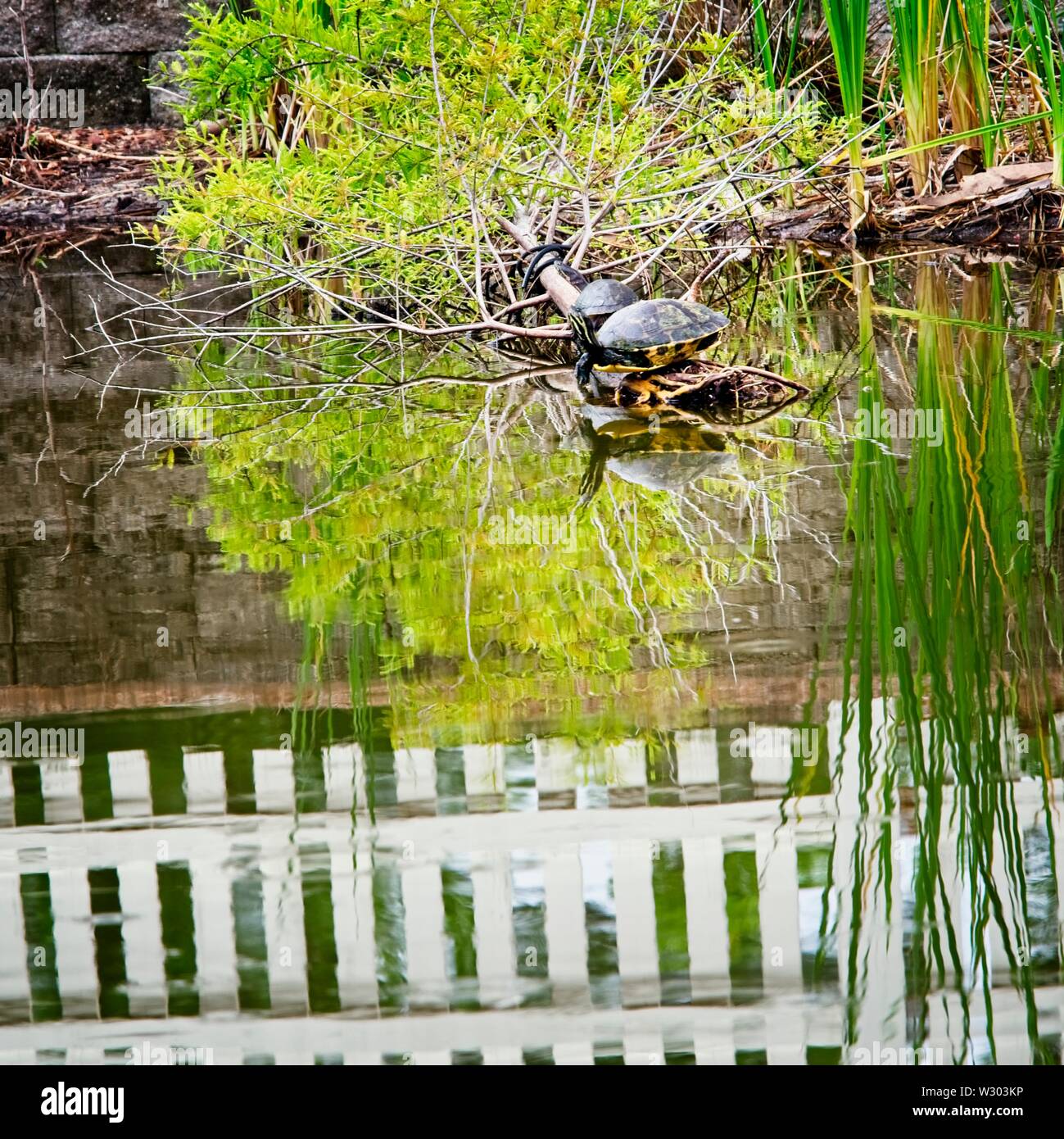 Gulf Shores, AL USA - 05/11/2019 - Kommentare Stockfoto