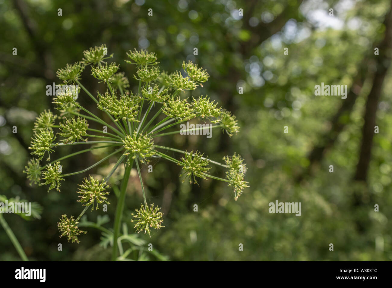Saatgut - Kopf & Bildung von Samen von Hemlock Water-Dropwort/Oenanthe crocata Anlage neben einem Fluss. Sehr giftig Umbellifer Anlage mit Affinität für Wasser Stockfoto