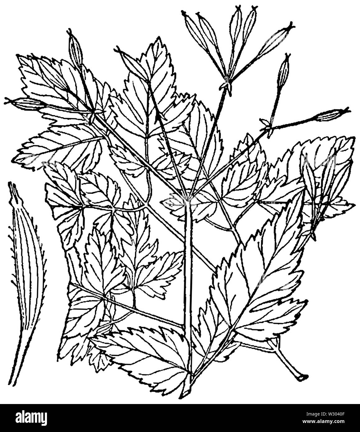 Osmorhiza longistylis BB 1946-1974 Stockfoto