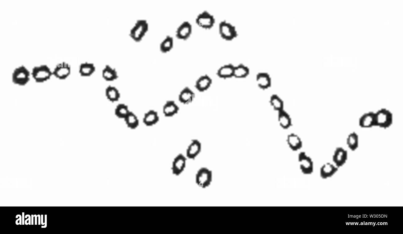 Micrococcus Fotos und Bildmaterial in hoher Auflösung Alamy