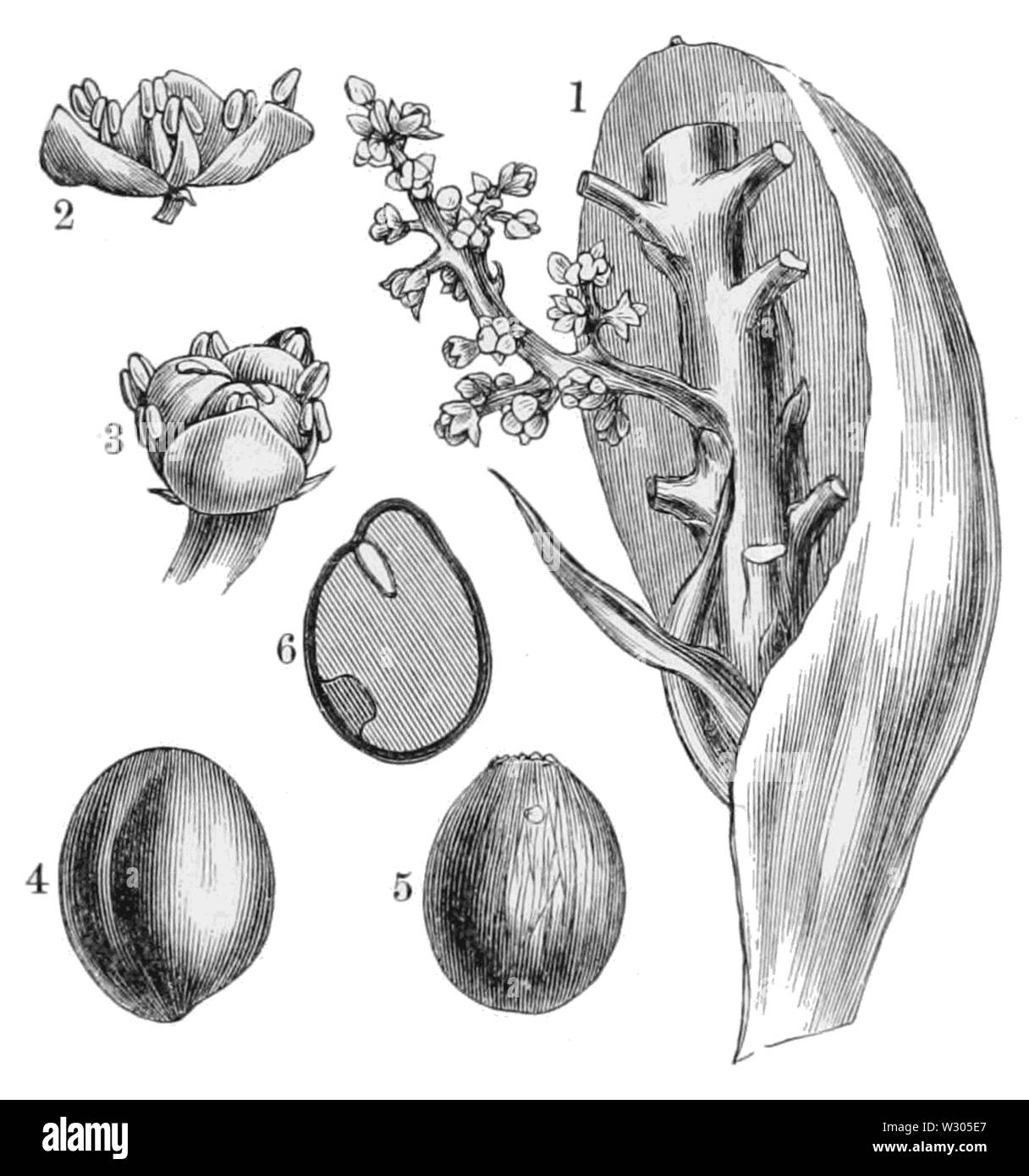 PSM V36 D 387 2 Blütenstände und Früchte von Palm Stockfoto