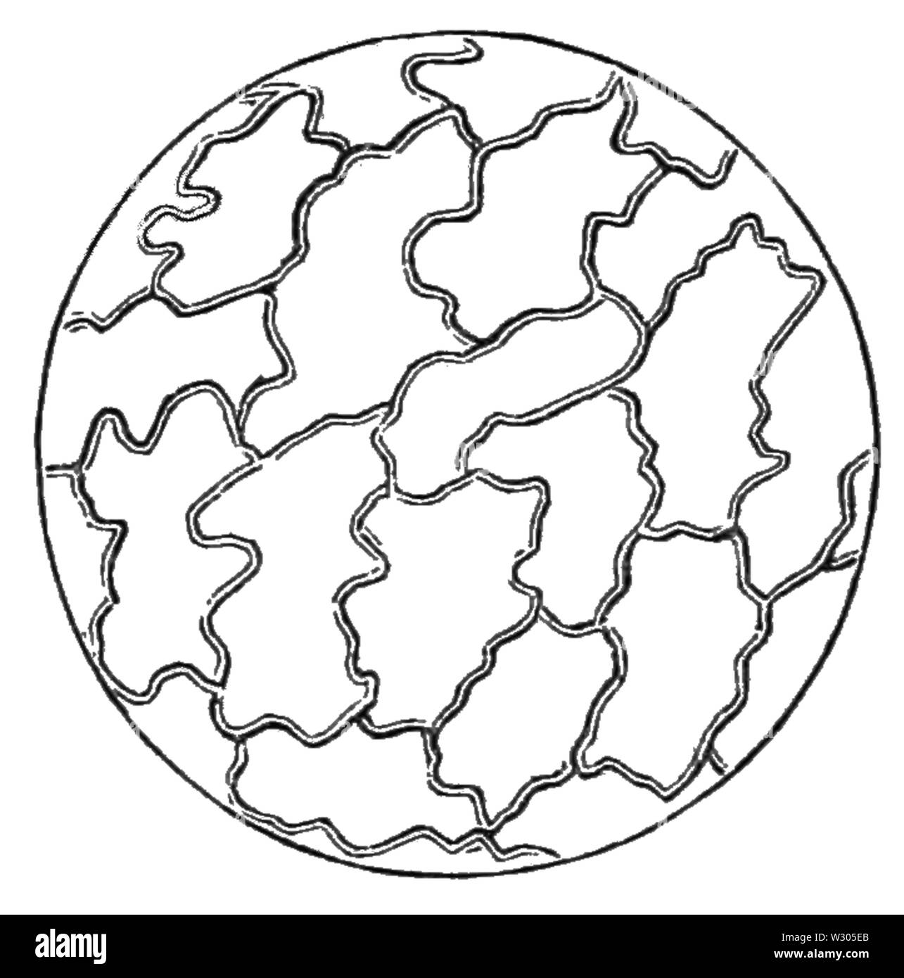 PSM V21 D304 2 Epidermis und die Struktur der Blätter Stockfoto