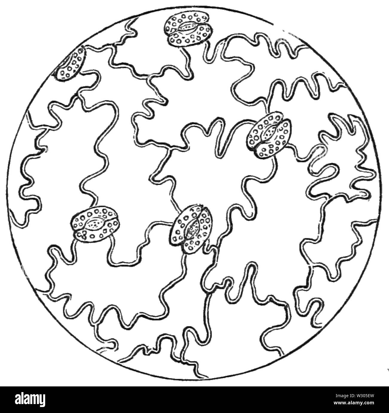PSM V21 D304 3 Epidermis und die Struktur der Blätter Stockfoto