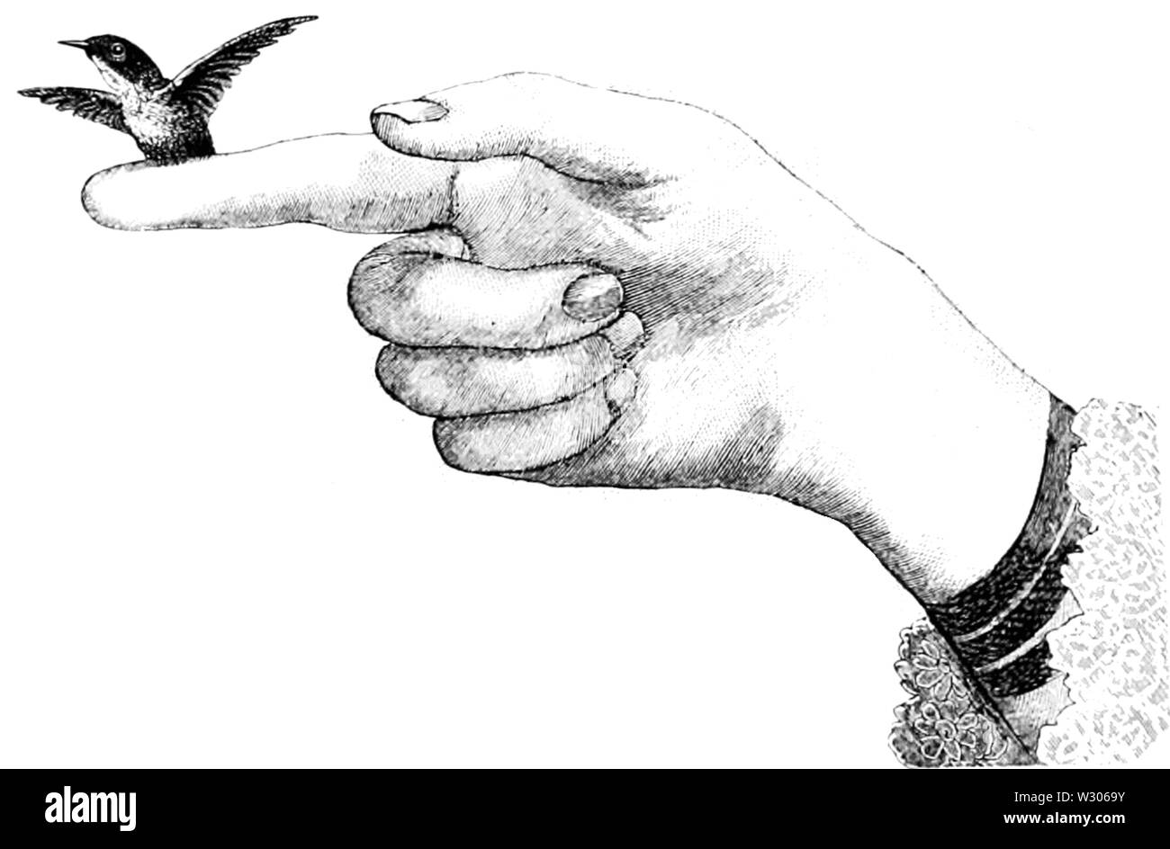 PSM V55 D060 Der kleinste Vogel Stockfoto