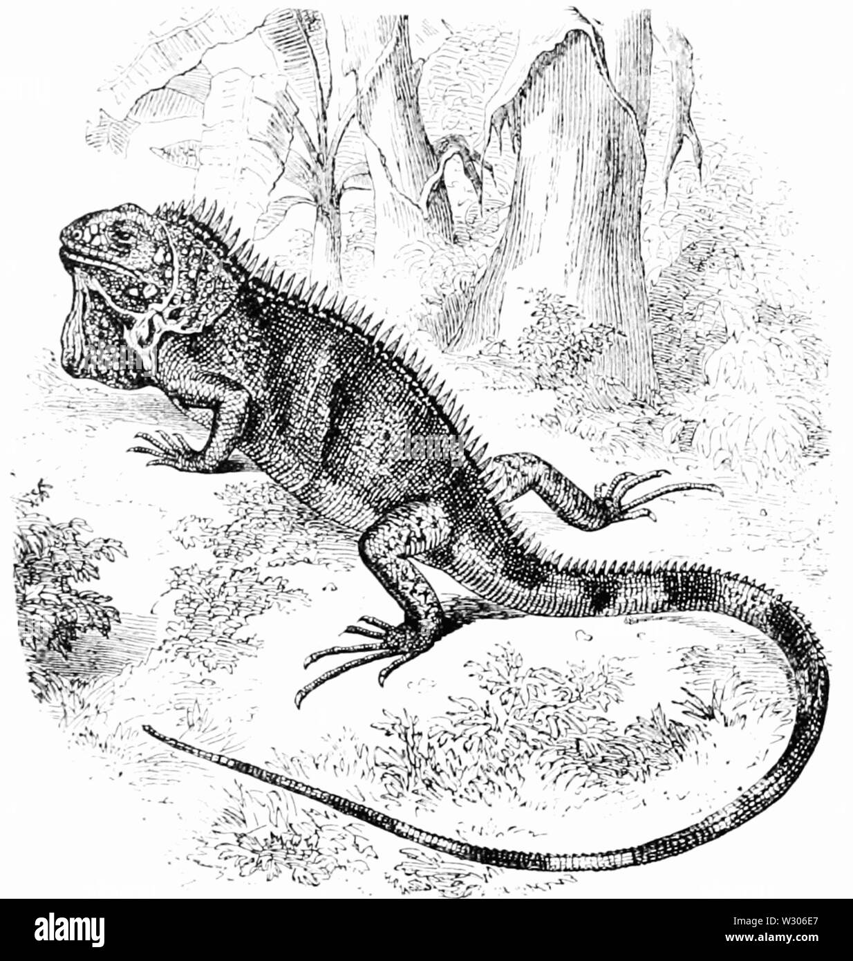 PSM V55 D206 Iguana Stockfoto