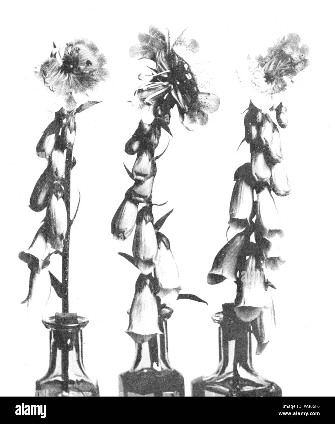 PSM V55 D 393 Monströse Blüten Fingerhut Stockfoto