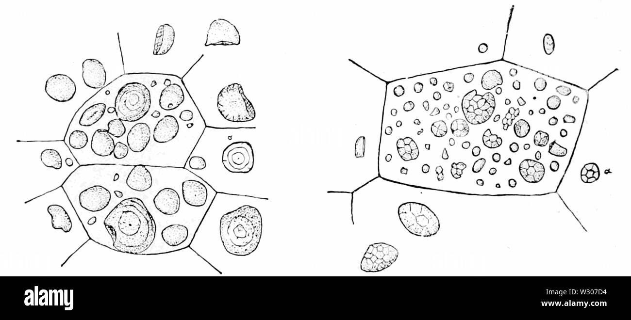 PSM V56 D 0734 Stärkekörner von Weizen und Reis Stockfoto