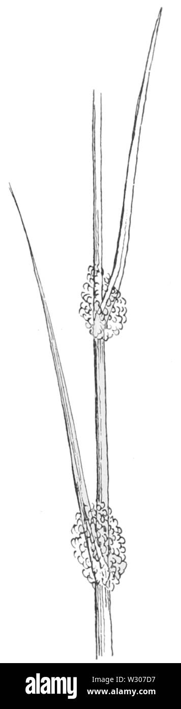 PSM V57 D035 Gras Stengel und Blätter, die den Anschein von Schaum Stockfoto
