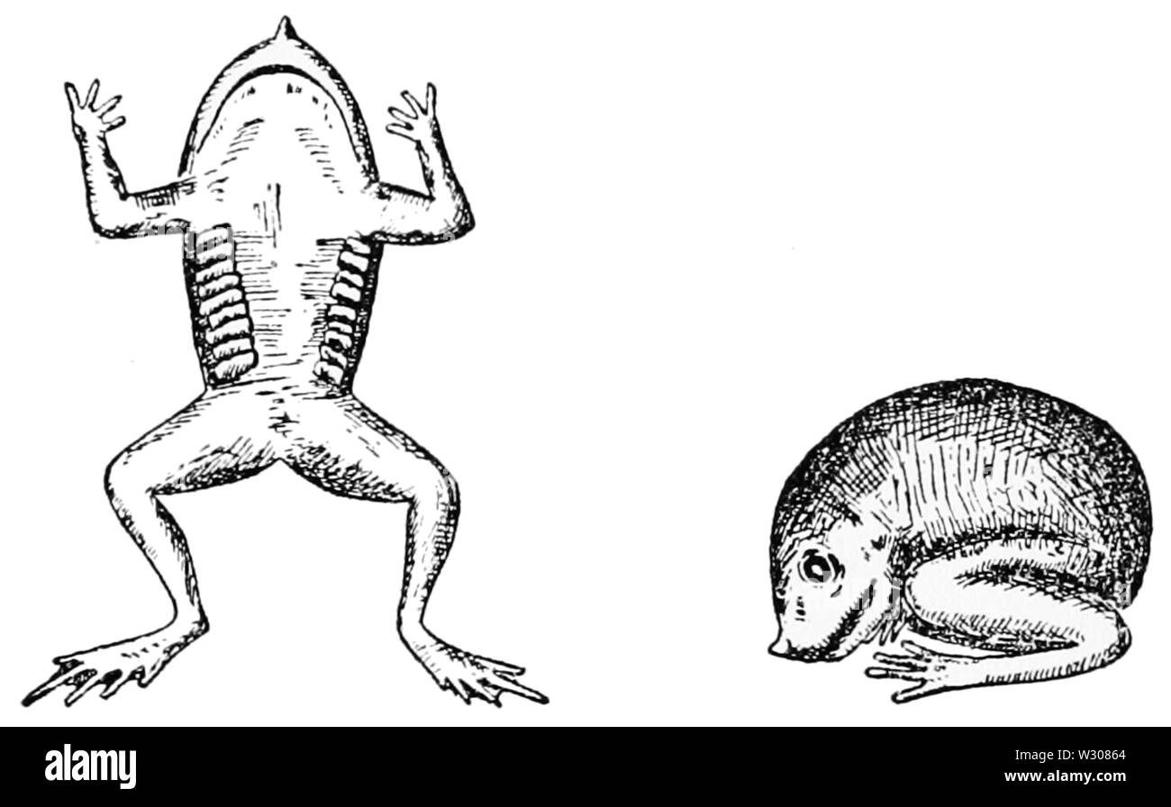 PSM V59 D079 Frosch Hörner durch Shell für die Atmung Stockfoto