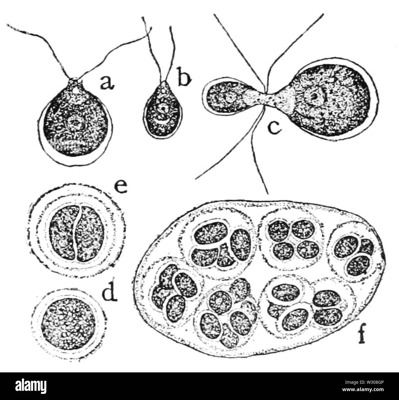 PSM V60 D 075 Phasen in der Lebensgeschichte von chlamydomonas Stockfoto