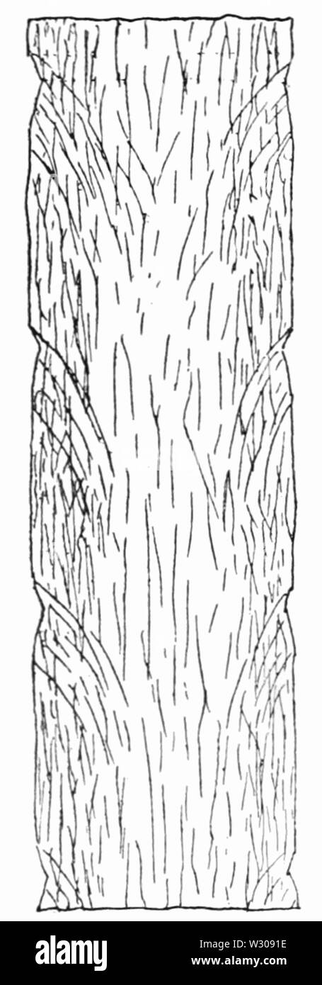 PSM V60 D401 Palm trunk Querschnitt zeigt die fibro Leitbündel Stockfoto