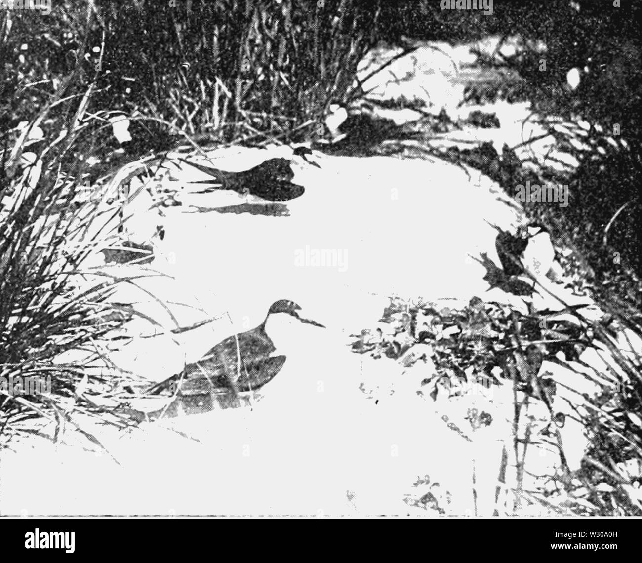 PSM V63 D330 Gruppe von hellwach Seeschwalben in The Rookery Stockfoto