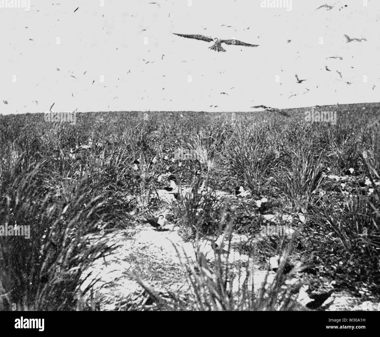 PSM V63 D 330 Millionen von hellwach Seeschwalben nisten auf der Insel Stockfoto