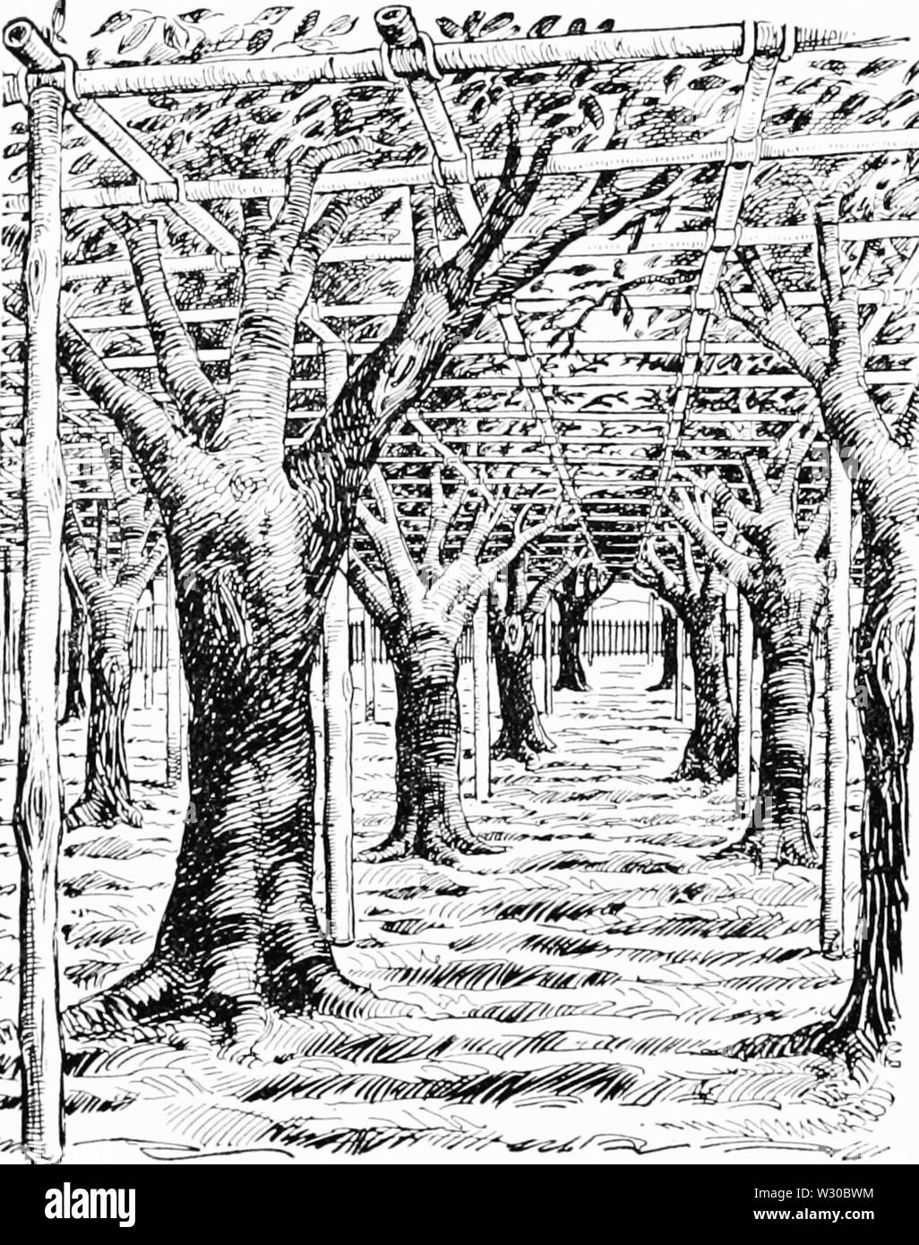 PSM V65 D312 Training alte Birne Obstgärten in Japan Stockfoto