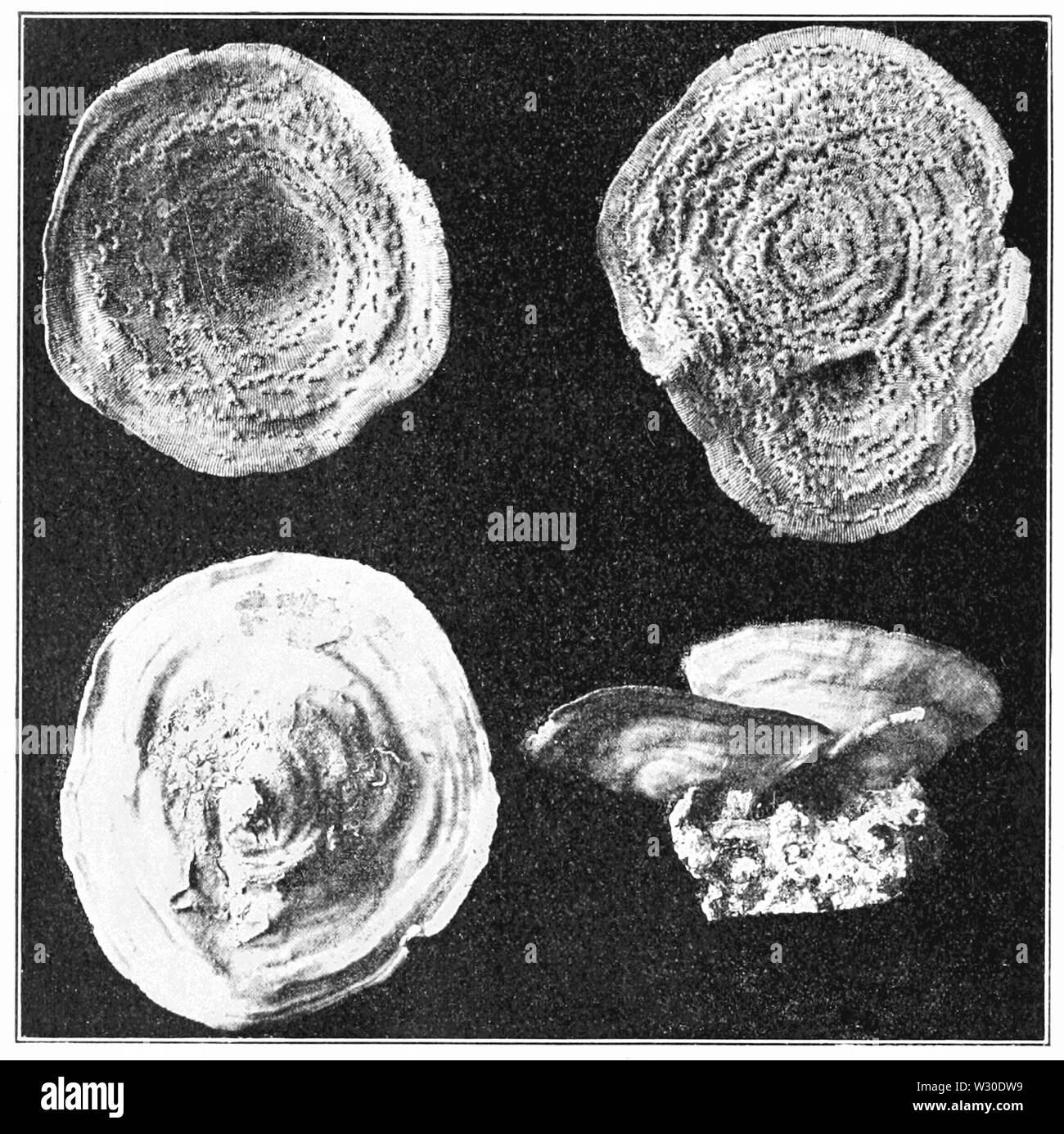 PSM V66 D 568 Skelette von Schatten Korallen Stockfoto