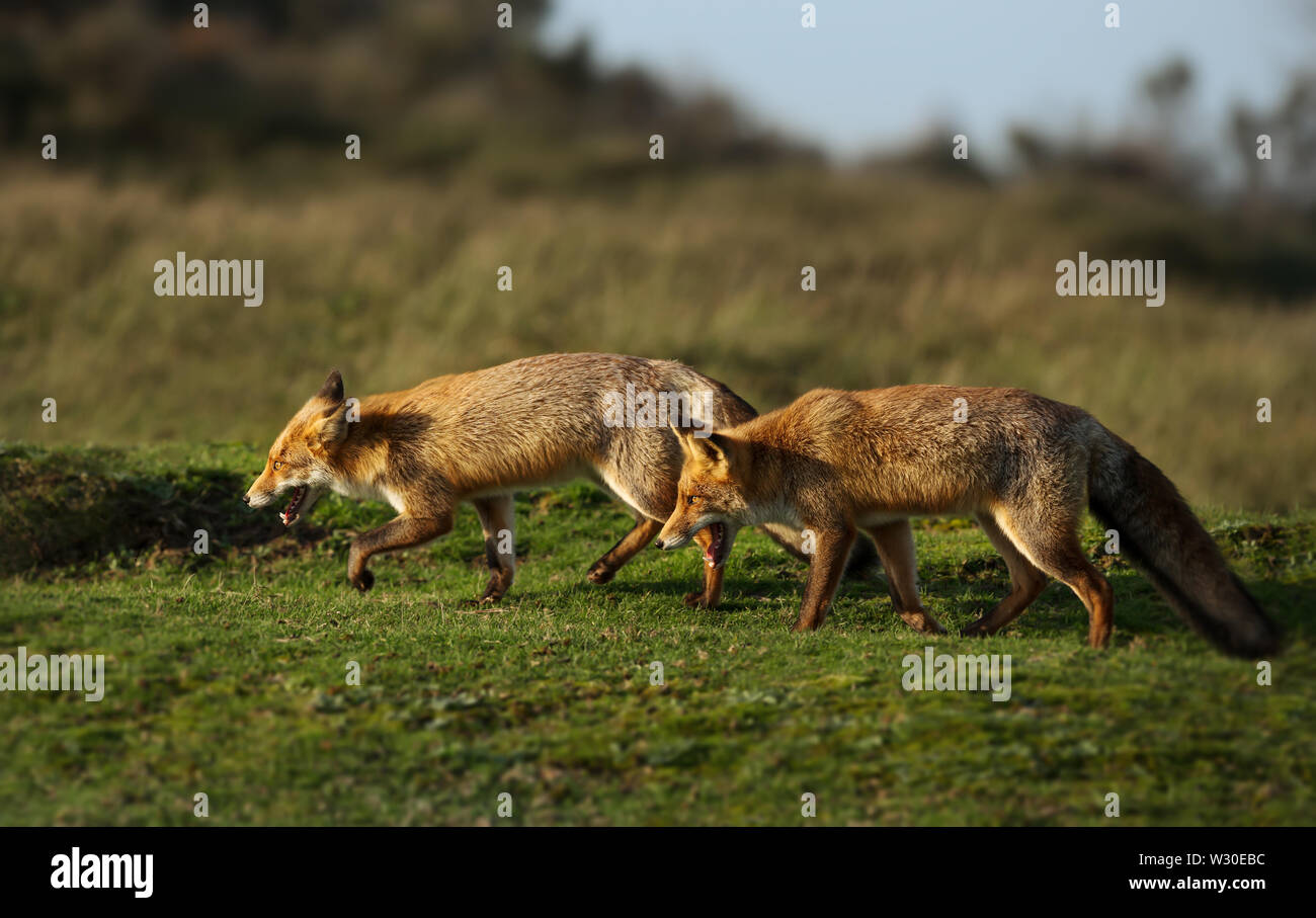 Nahaufnahme von zwei roten Fuchs (Vulpes vulpes) einander jagen im Gras. Stockfoto