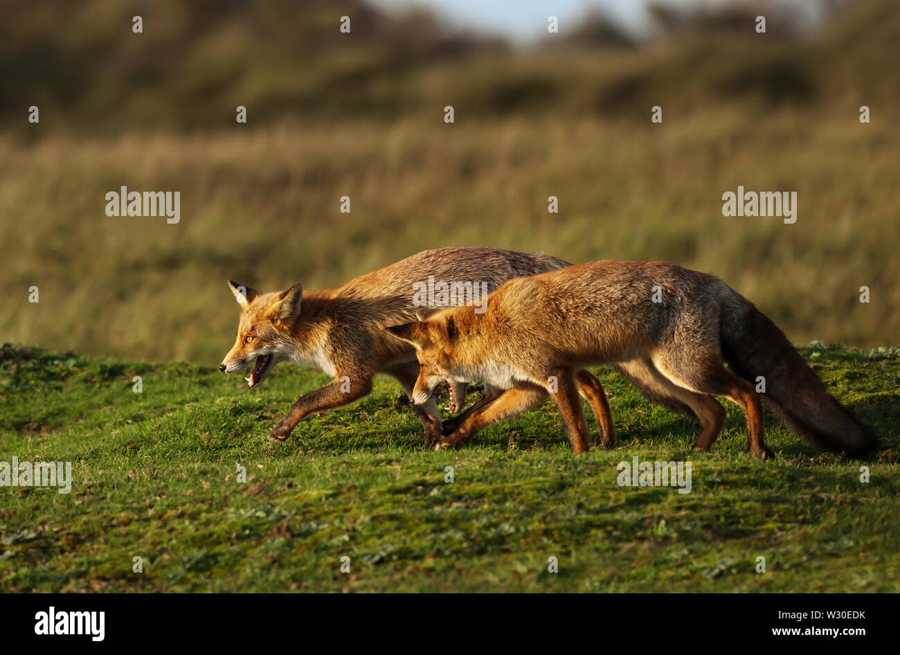 Nahaufnahme von zwei roten Fuchs (Vulpes vulpes) einander jagen im Gras. Stockfoto