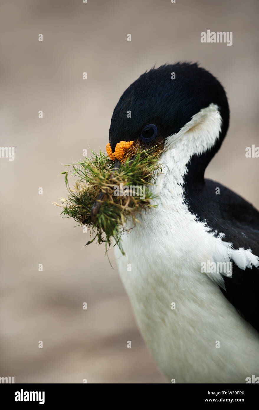 Nahaufnahme eines imperialen Shag (Leucocarbo atriceps) mit Nistmaterial im Schnabel, Falkland Inseln. Stockfoto