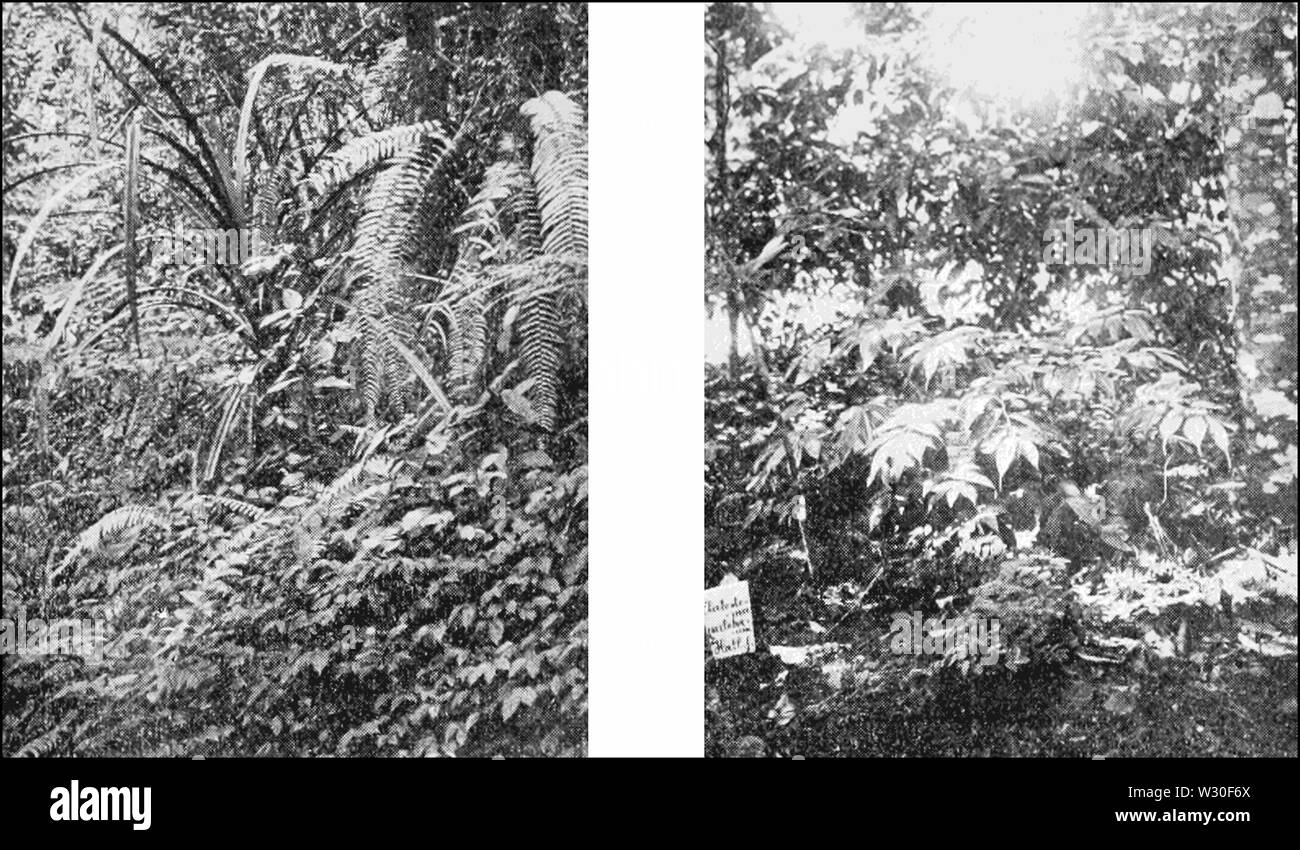 PSM V67 D 589 Pandamus und zlatostenima im Dschungel Stockfoto