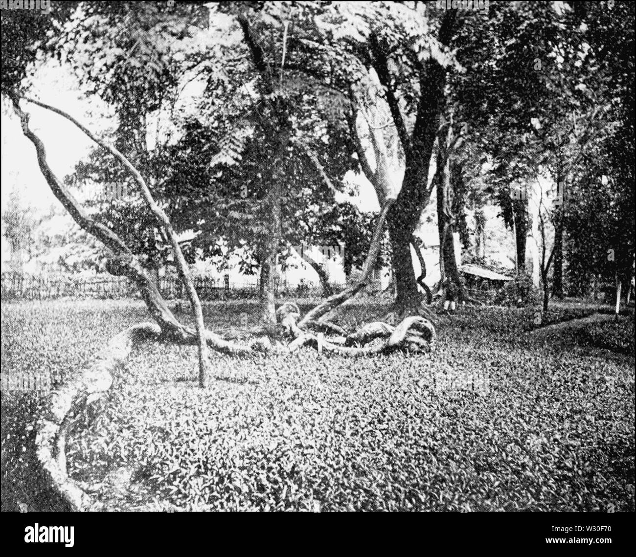 PSM V67 D 586 Große Liana nahe dem Eingang zum Botanischen Garten in Bogor. Stockfoto