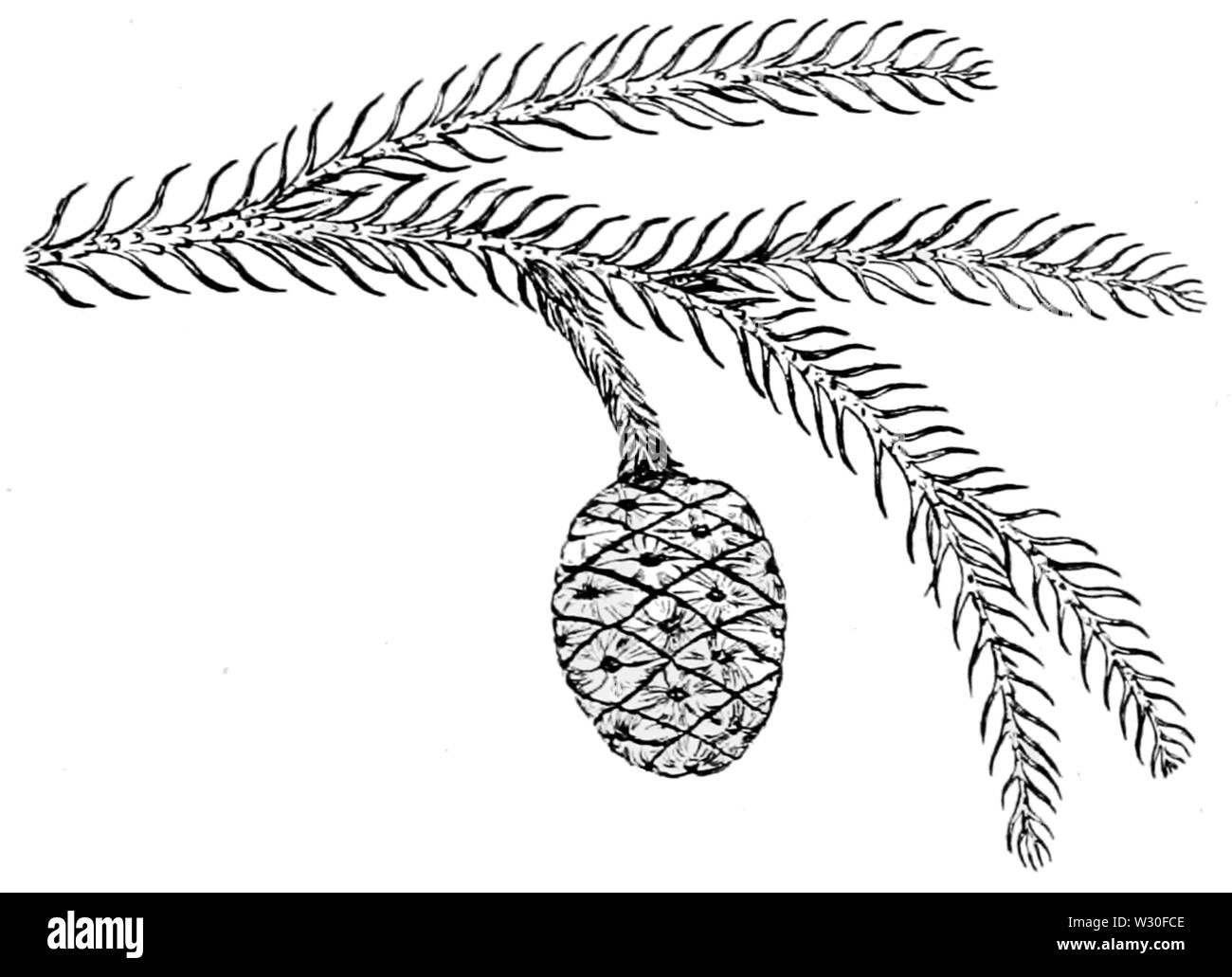 PSM V67 D 473 Sequoia reichenbachi Stockfoto