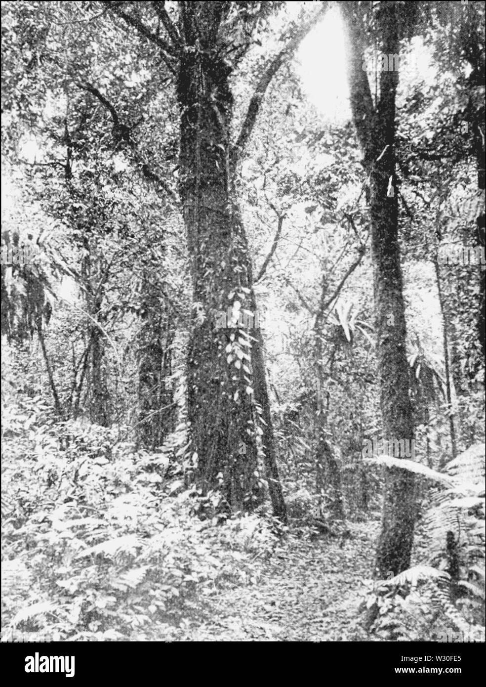 PSM V67 D 588 Pfad im Dschungel Stockfoto