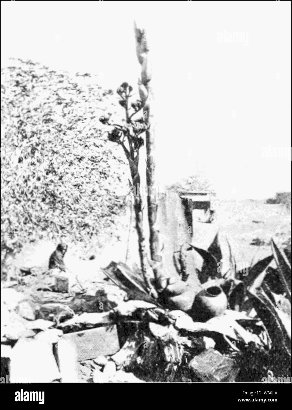 PSM V70 D 214 Dooryard Exemplare Stockfoto