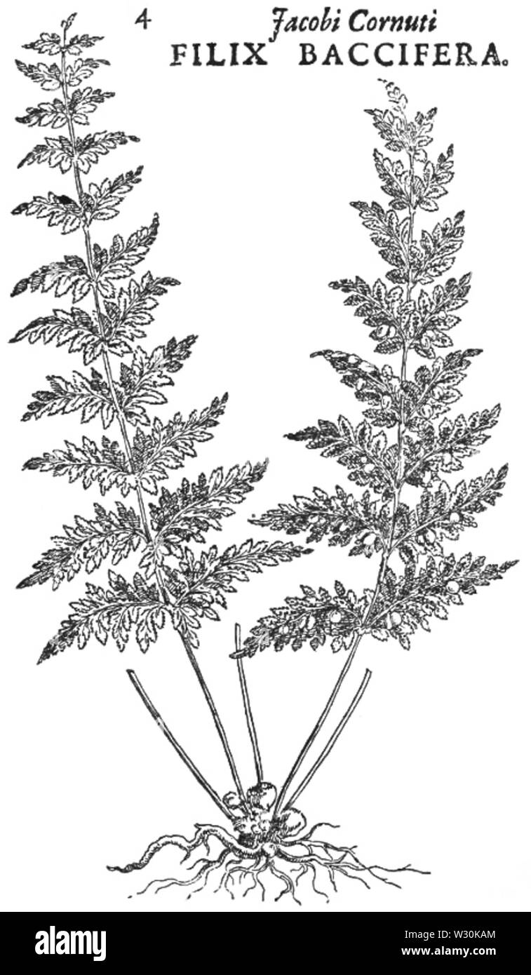 PSM V70 D 507 amerikanischen Ferns Stockfoto