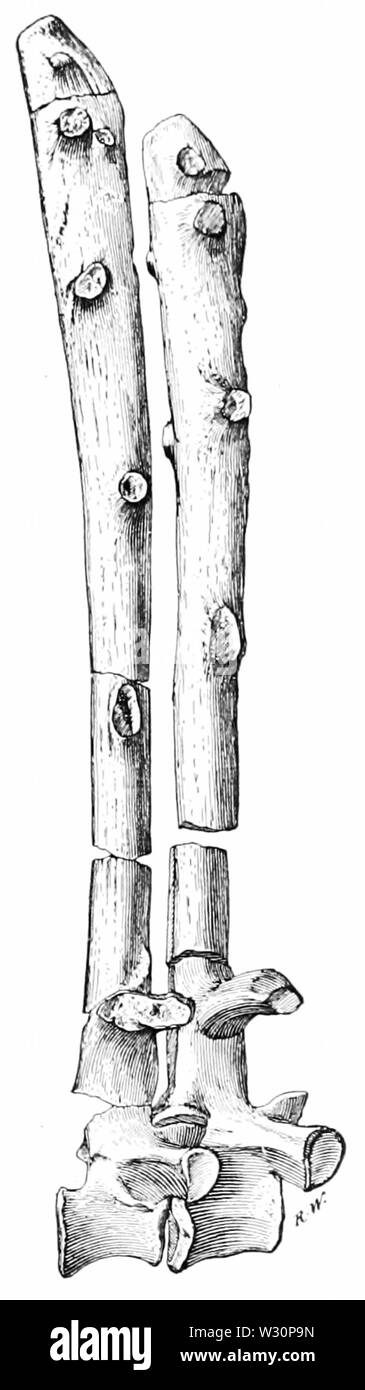 PSM V73 D567 Seitenansicht von zwei rückenwirbel von naosaurus Stockfoto