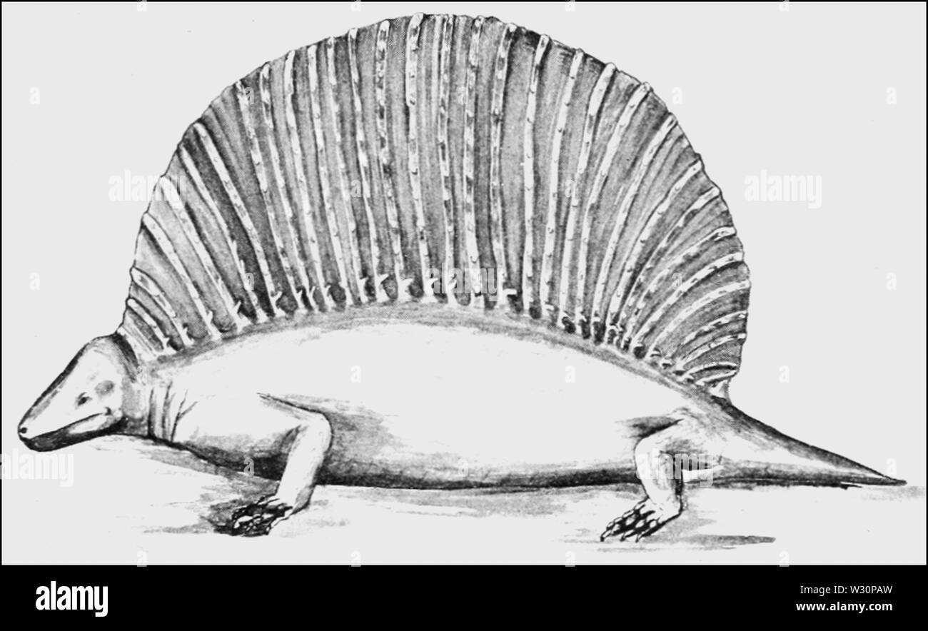 PSM V73 D 569 Wiederherstellung der naosaurus Stockfoto