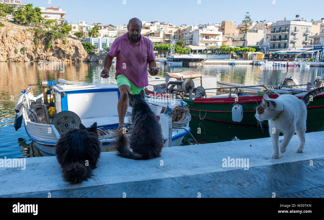 Hungrige Katzen für Fischerboot in Agios Nikolaos, Kreta, Griechenland warten Stockfoto