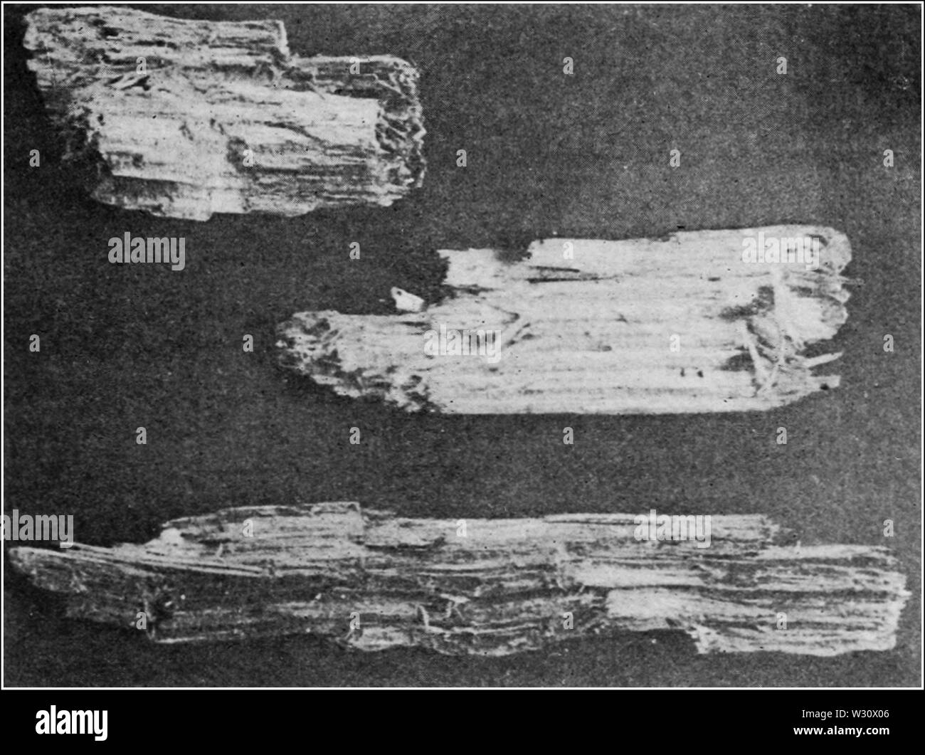 PSM V77 D131 White Pine Chips durch Specht auf der Suche nach Essen gemacht Stockfoto