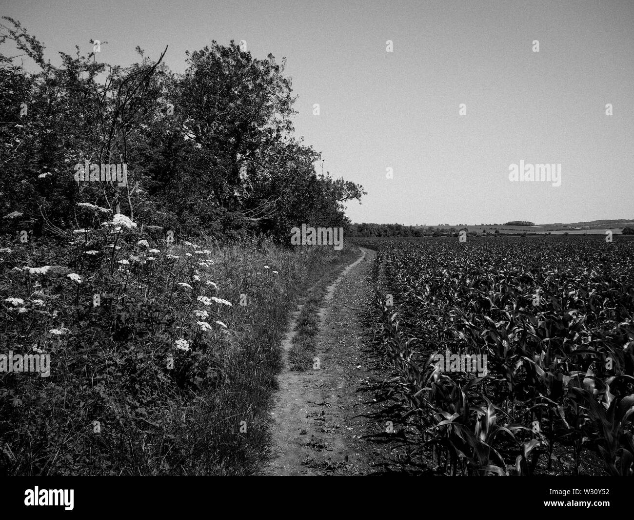 Antike Ridgeway Pfad, der von Littlestoke nach Norden Stoke, Oxfordshire, England, UK, GB. Stockfoto