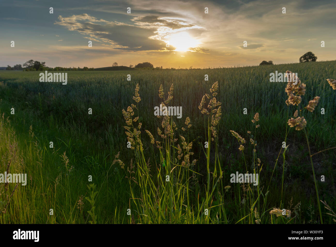 Die Blütezeit der gefiederten wilden Gräsern bei Sonnenuntergang Gegenlicht der Sonne am Rand eines grünen Bauernhof Feld mit bunten orange Himmel und Wolken Stockfoto